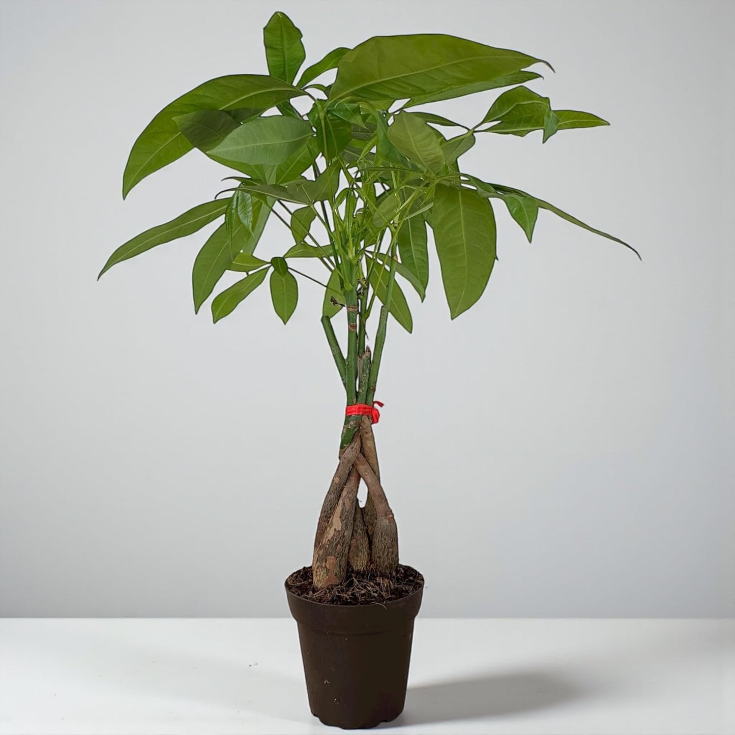 Hopewind Plants Shop Money Tree Live Indoor Plant | 14-22 Inches Tall Bonsai | Easy to Grow Houseplant | Home, Office, or Room Decor | Birthday, Housewarming Gift in 4 Inch Pot