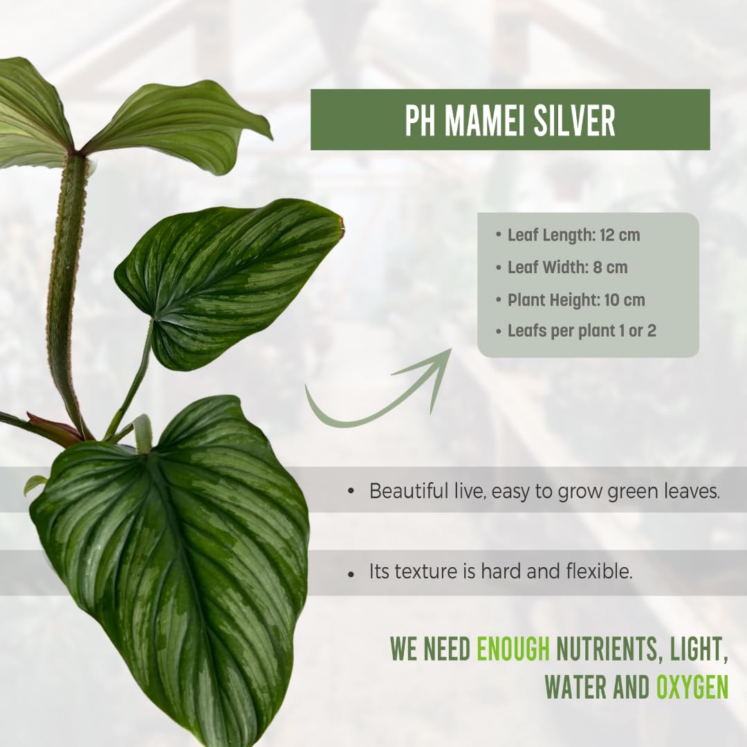 LEAL PLANTS ECUADOR Philodendron Mamei Silver (Pack of 2)| Live Elephant Ear Plant for Indoor | King of Spades Philodendron | Green Tropical Houseplant |Unique Gift for Plant Lovers