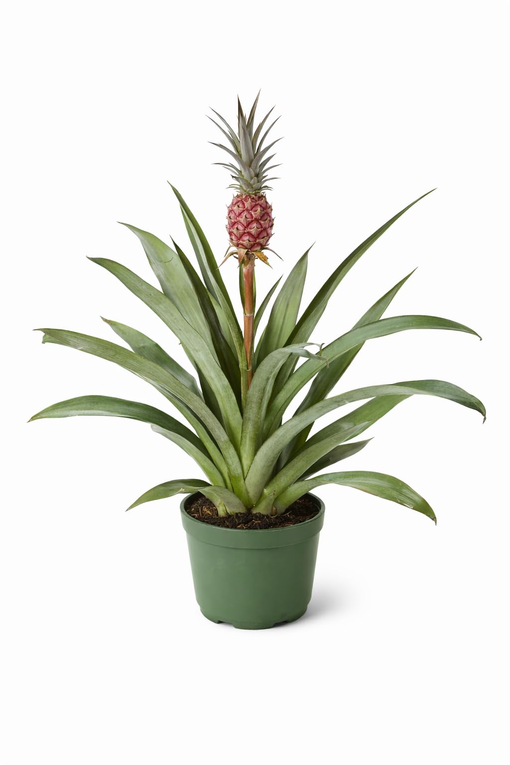 Ananas bracteatus 'Red' Ornamental Pineapple Plant, Exotic Tropical Bromeliad, Indoor and Outdoor Accent