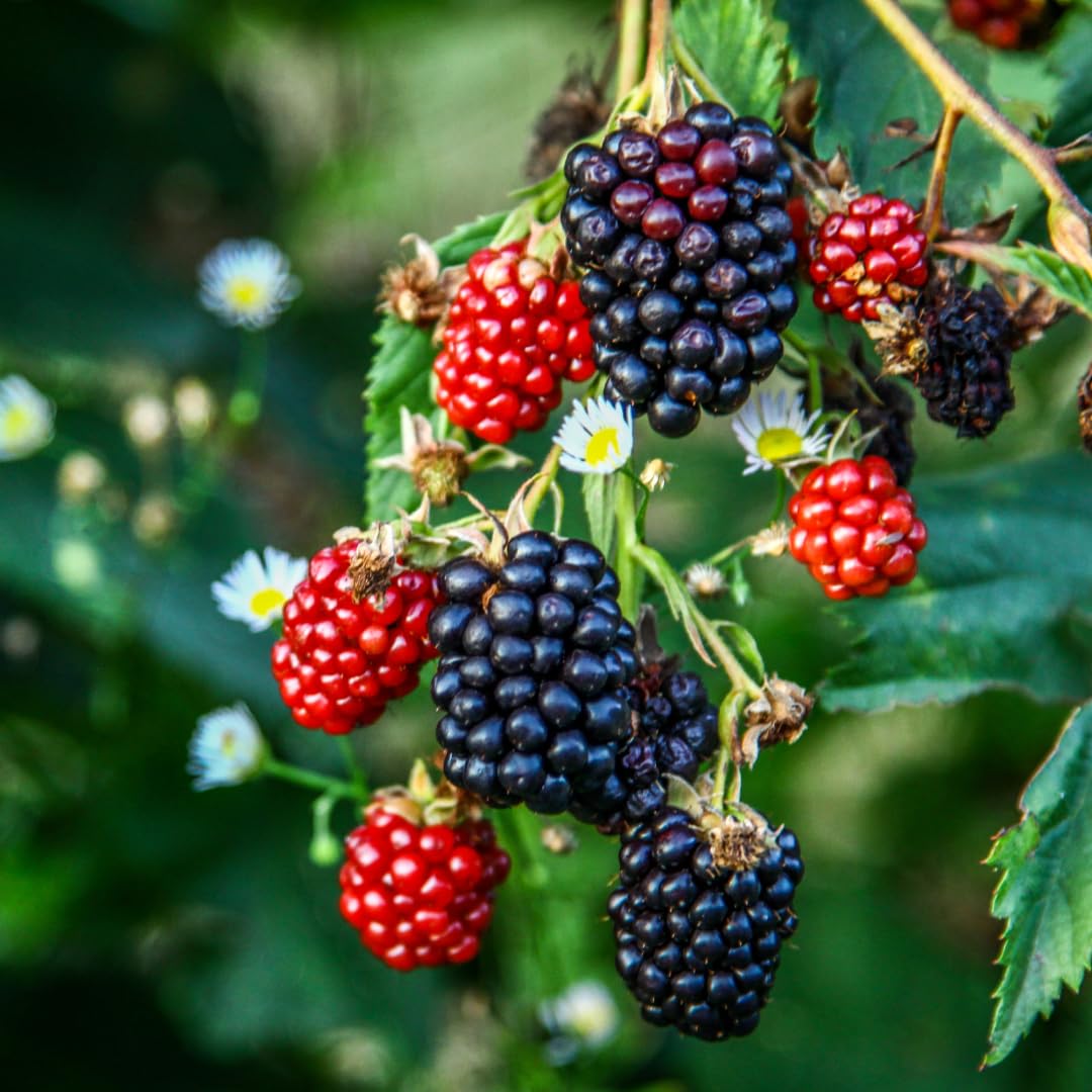 Blackberry Plant Collection (4 Pack) Live Fruit Plants for Planting | 4 Different Varieties for a Continuous Harvest | Thornless & Thorny Mix| Large, Sweet & Juicy Berries |Perfect for Organic Gardens