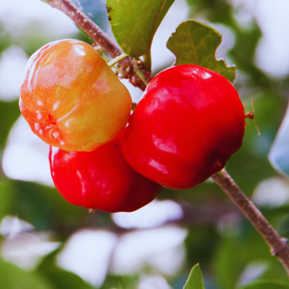 2 Barbados Cherry Plants Live, Cold Hardy Cherry Tree Live Plant, 5-7'' Tall, Sweet Cherry Tree