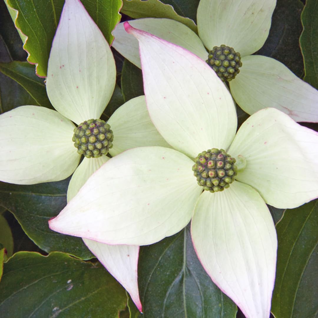 White Kousa Dogwood Flowering Trees Live Plants Shrubs, Quart Pot Size 6-12" Tall Dogwood Tree Bush for Planting Outside