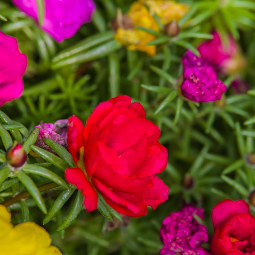 Set 2 Portulaca Plants, Portulaca Moss Rose Plants Live, 4-6 inch Flower Clump Groundcover Mix Color Flowers Plant