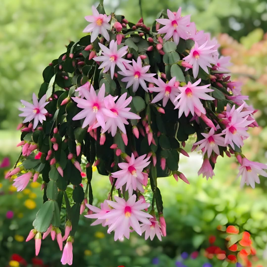 Xmas Cactus Live Plants in 4 Inch Pot | Vibrant Christmas Cactus Plants | Easy-Care Indoor Tropical Houseplant | Ideal Gift for Plant Enthusiasts | Random Color