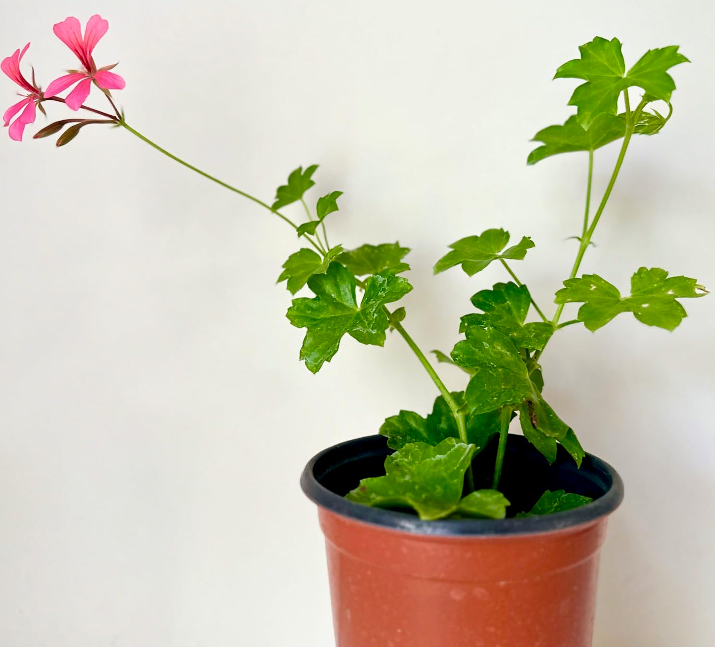 Set of 2 Live Ivy Geranium -Pelargonium Peltatum, Climbing Ivy Leaves with Pink Flowers, 2 Fully Rooted Plants 6-12" Long, Options of Single-Layer or Multi-Layer Petals