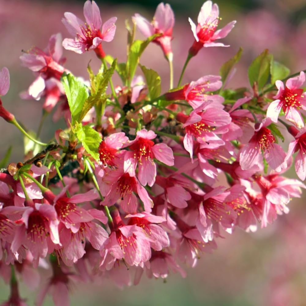 Cherry Blossom Tree Live Plant, 8-12" Tall, Ornamental Cherry Blossom Flowers for Outdoor Planting, No Ship to CA, in Pot (Dark Pink Cherry)