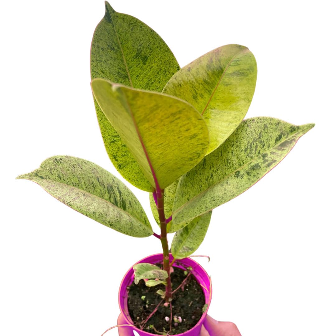 Ficus 'shivereana' Moonshine in 4in Pot - Live Rare Plant - Easy to Grow | Variegated | USA Growers | The Snobby Leaf