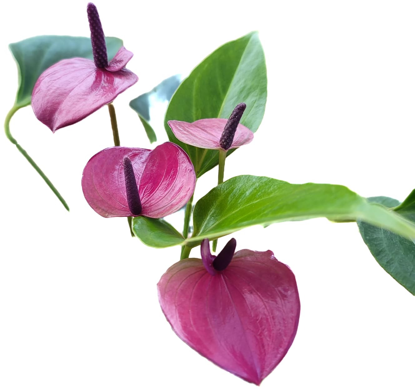 Anthurium Purple Andraeanum - Exquisite Indoor Plant with Long-Lasting Blooms and Lush Foliage & Glossy Purple Flowers - Easy-Care Indoor Plant - CA Seller - Air Purifying Plant (Small Plant, 4" Pot)