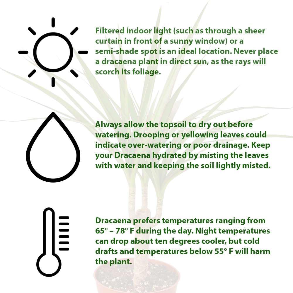 Dracaena Marginata Cane Live Plant for Indoor | Different Houseplants in 4'' & 6'' Pot | Real House Plant for Living Room, Office, Desk & Bathroom | Dragon Tree