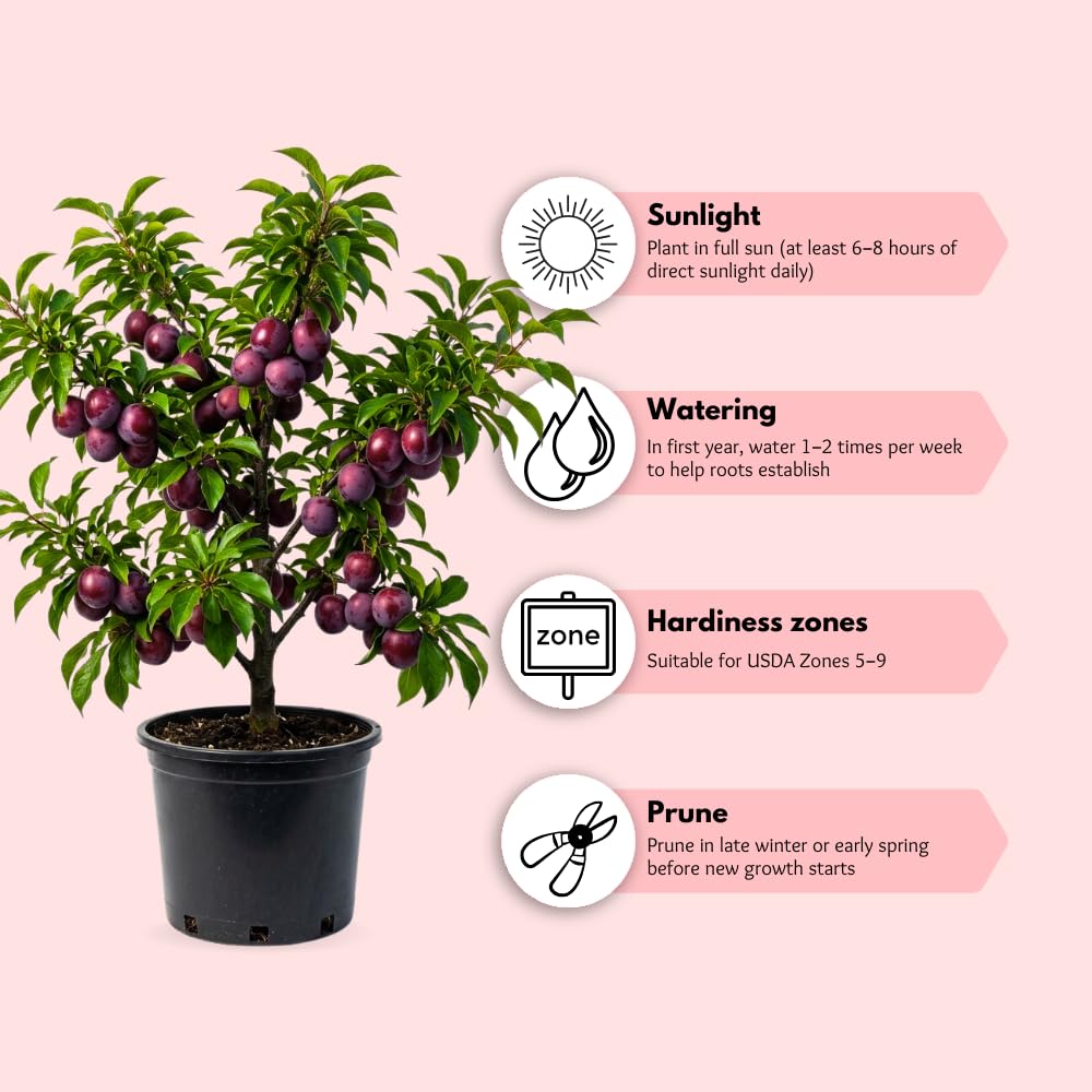 Red Purple Plum Tree Live Plant, Rosa Plum Plant Live in 3 Gallon Pot, 3 Feet Tall, Well Rooted, Tropical Fruit Tree for Outdoor Garden, No Ship to CA