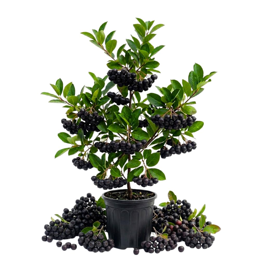 Black Chokeberry Plant, Chokeberry Plant for Planting, 5-9 Inc Tall, Sweet Berries, Cold Hardy Tree for Outdoor Growing