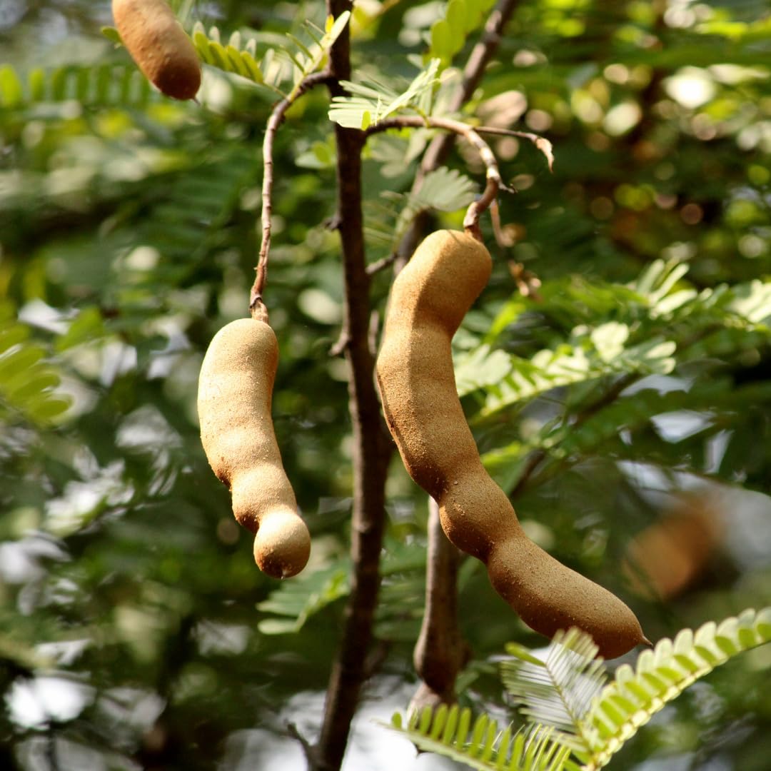 Live Tamarind Tree Plant, Edible Tropical Fruit Tree, Tamarind Fruit Plant, 7-12 Inches Tall for Outdoor Planting