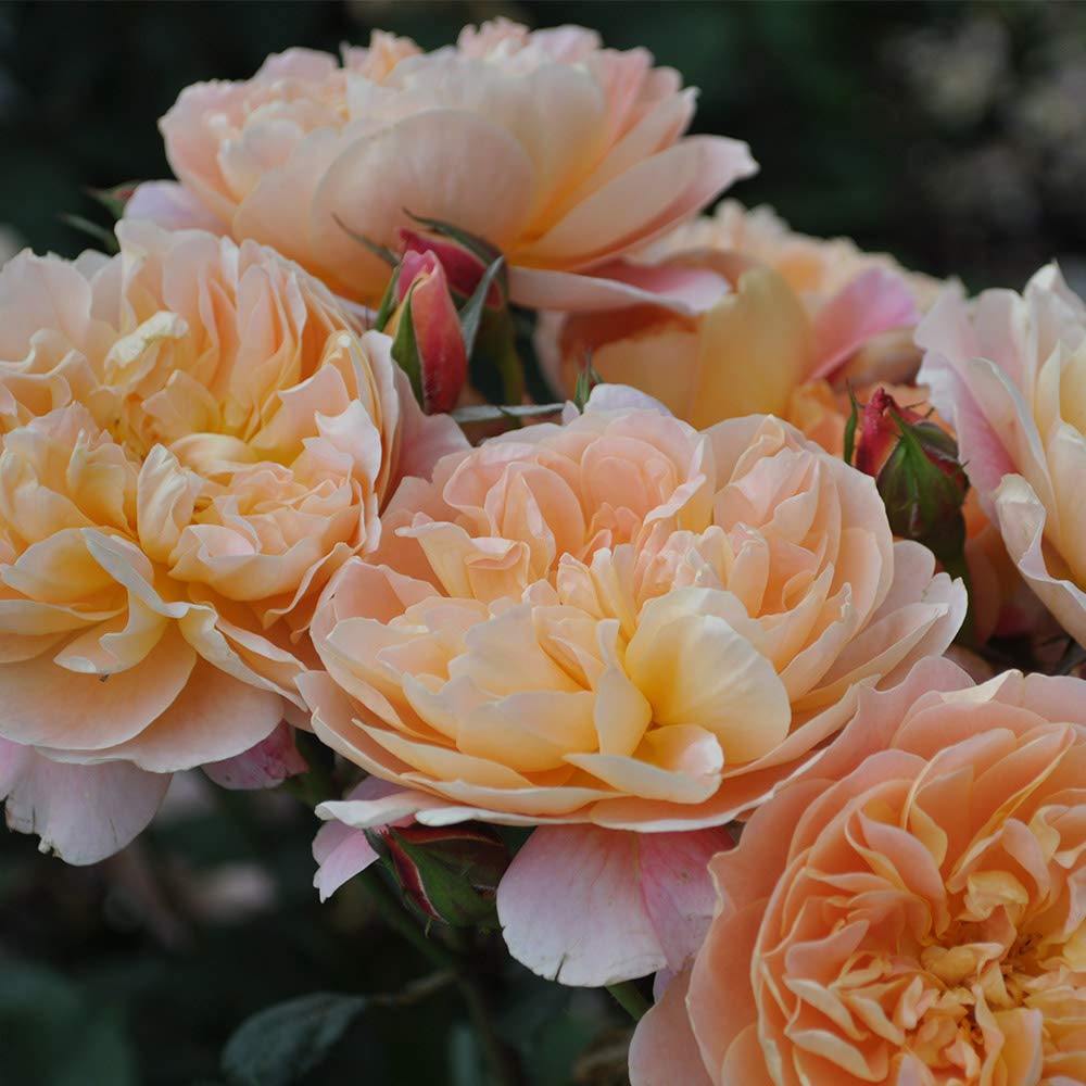 Heirloom Climbing Roses, Live Own Root Plant for Outdoor Garden, The Impressionist™, Very Fragrant, Hardiness Zones 5-10, Repeat Blooming