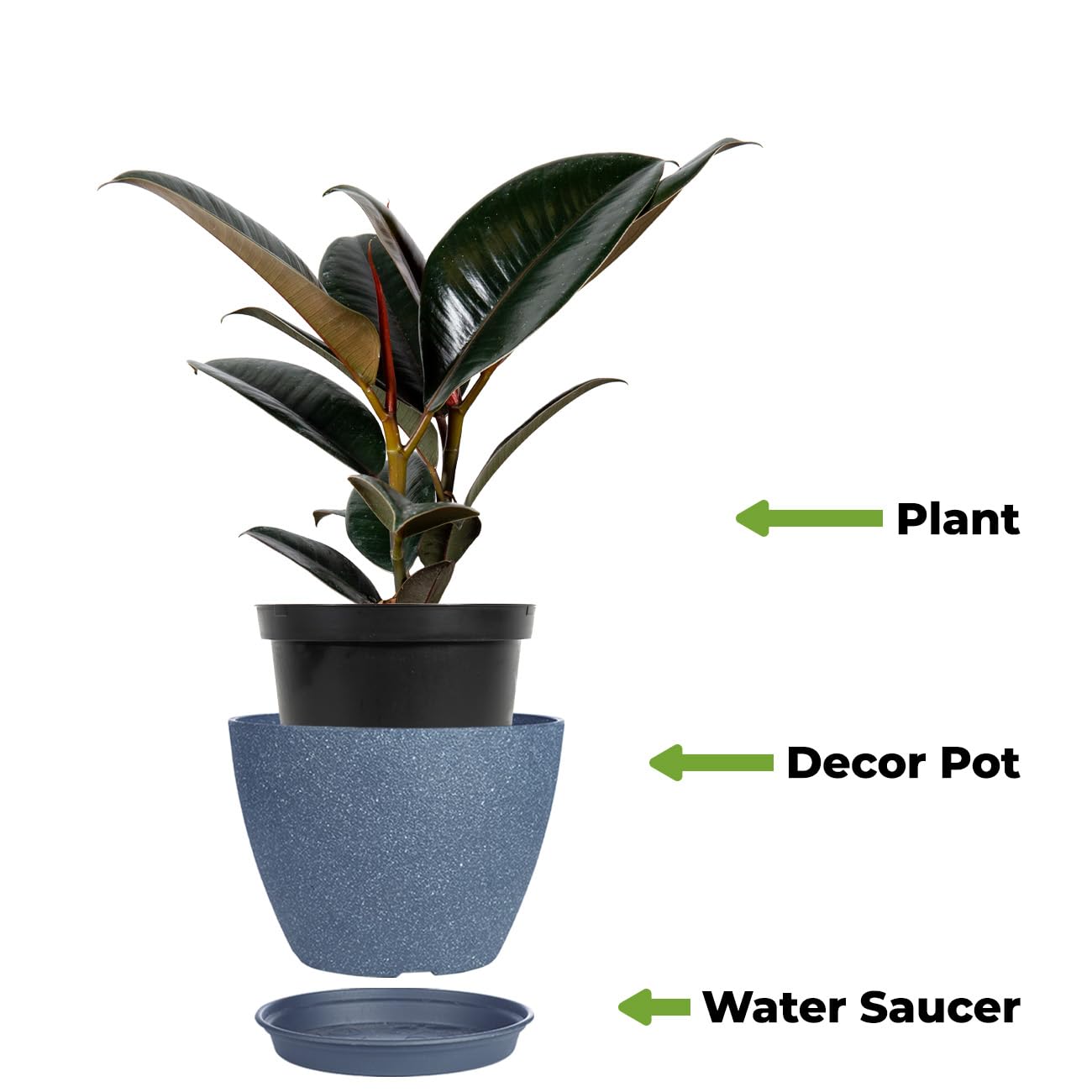 PERFECT PLANTS Rubber Plant Ficus Elastica 'Burgundy' with 6in.Midnight Blue Decor Pot, Live Indoor Houseplant Unique Home Décor