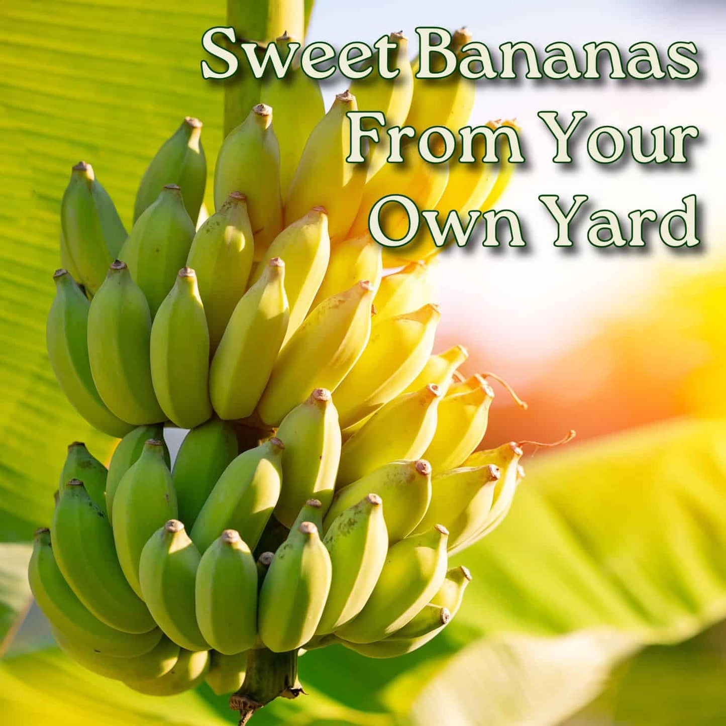 Tropical Plants of Florida Dwarf Cavendish Banana Tree Live Plant 3 Gallon Nursery Pot, 28 to 38 Inch Tall Edible Banana Plant, Tropical Patio Outdoor Tree