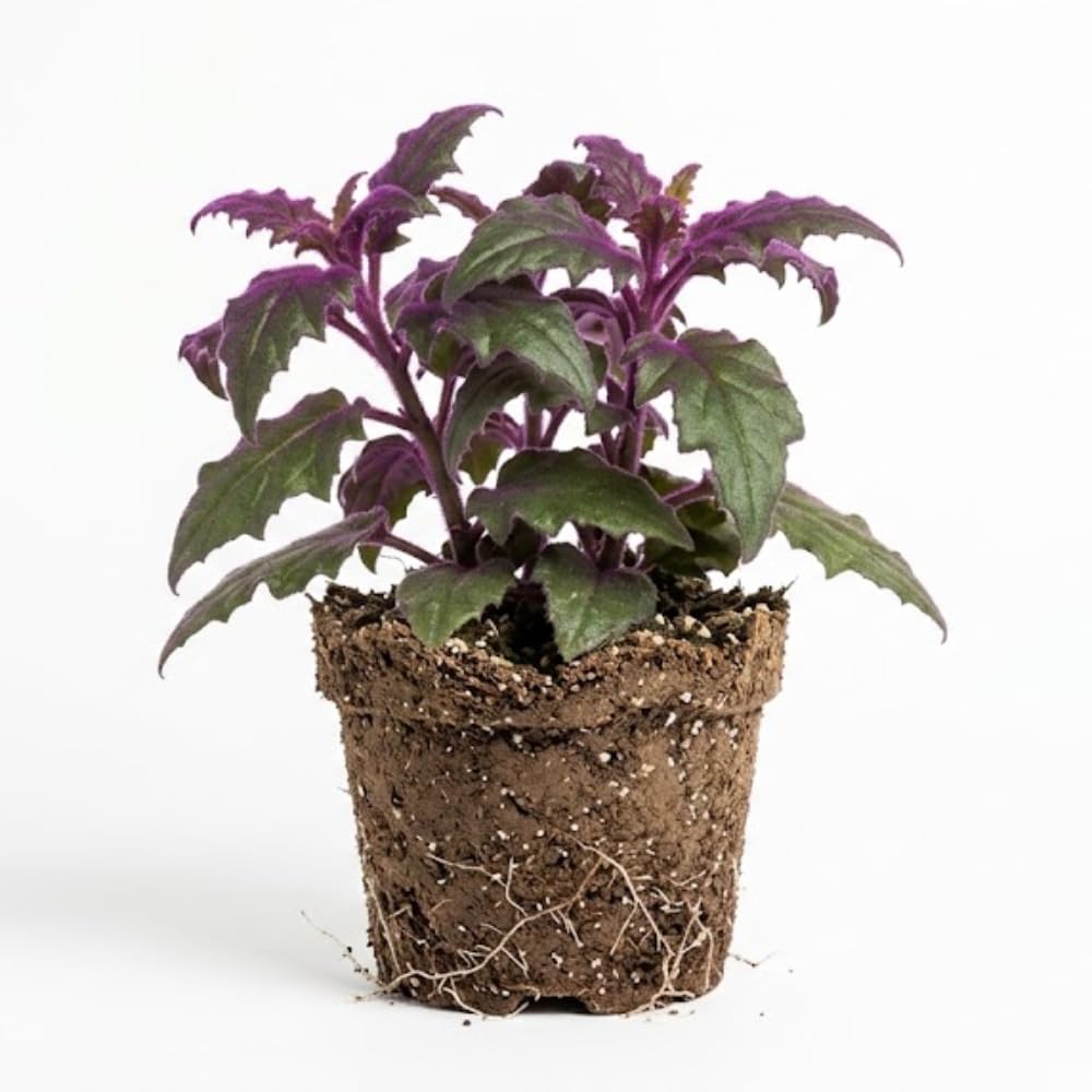 Purple Passion Live House Plant, 4-5 Inch Tall, Well-Rooted Bare Root Starter, Velvet Leaf Houseplant for Home and Office