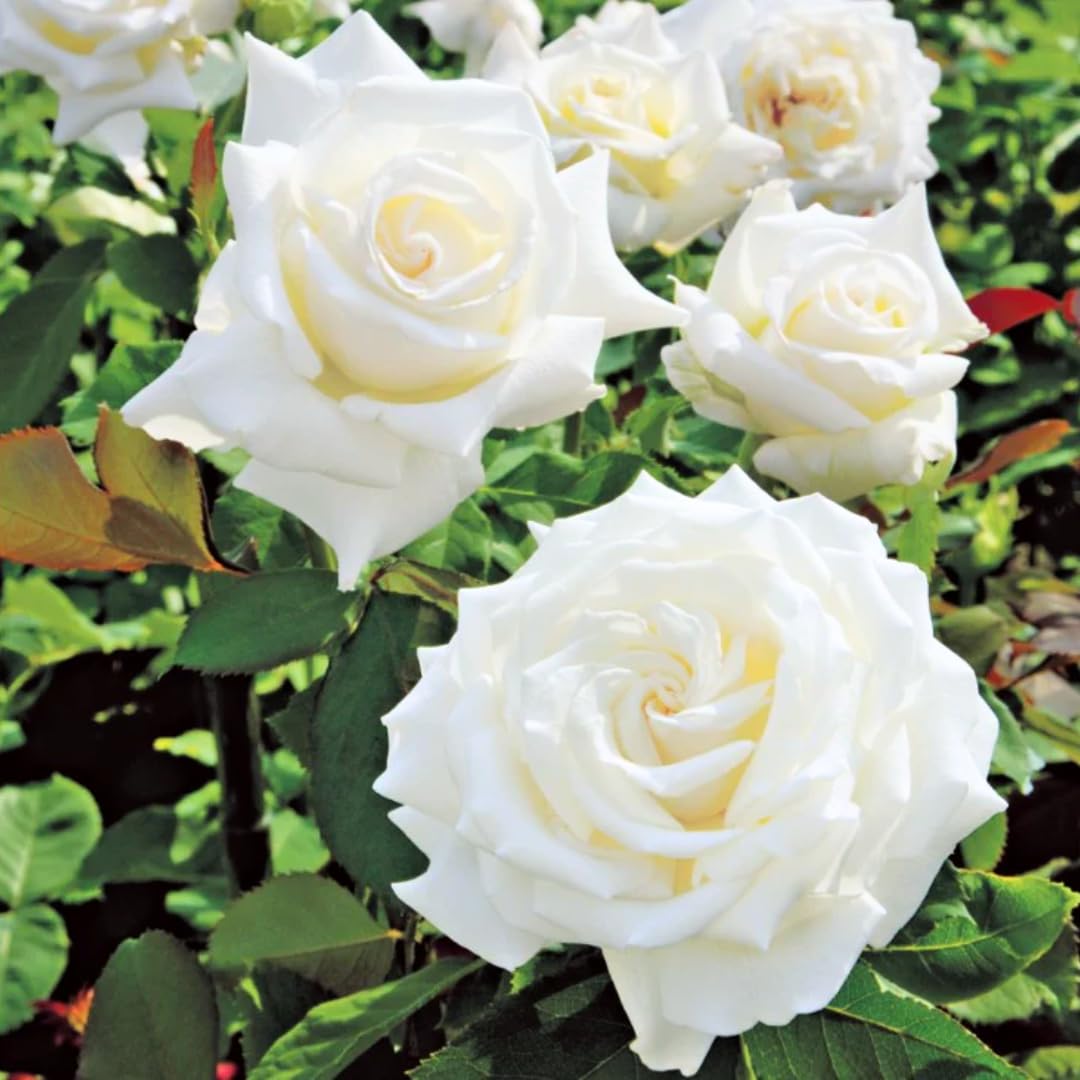 Rose Live Plant for Planting, Fragrant Rose Bush, 5-10” Tall, Ready to Grow Flowering Shrub for Outdoor Garden Beds and Containers (White Rose)