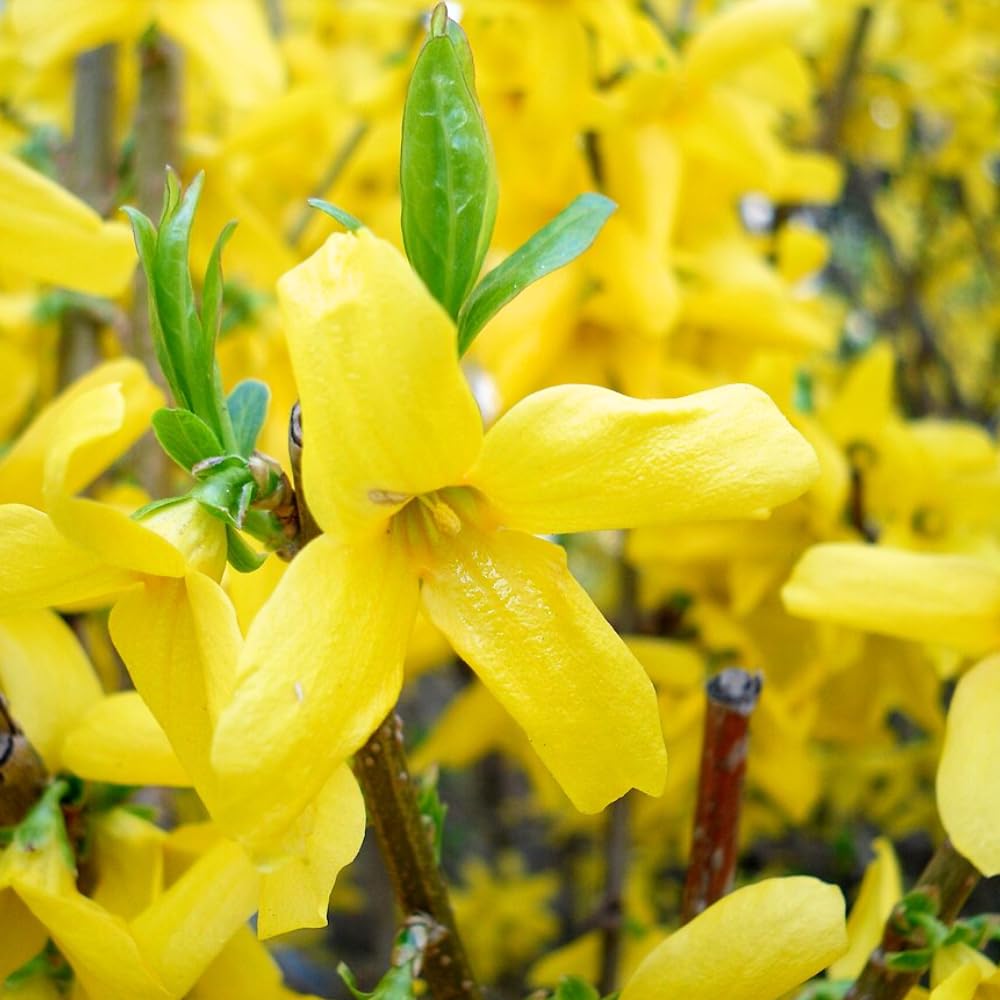 Set 2 Lynwood Forsythia Bareroots 6-12 Inches, Lynwood Gold Forsythia Flowering Shrubs, Hardy, Winter Dormant, Outdoor Growing