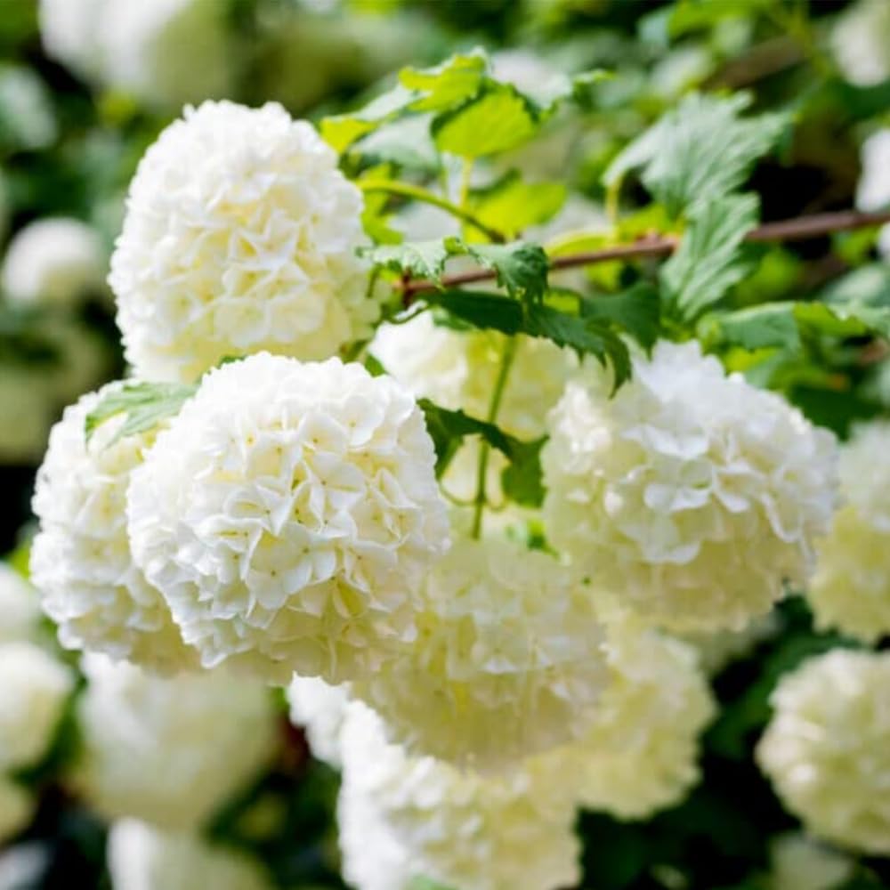 2 Old Fashion Viburnum Plants Live for Planting, Snowball Viburnum Live Plants 6 to 10 Inches Height, 4" Pots, Viburnum Shrubs