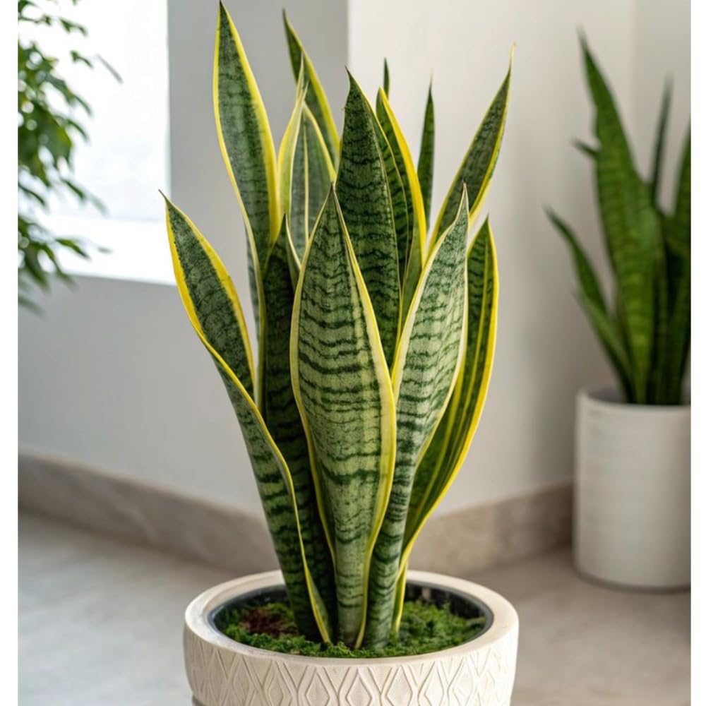 Snake Plant Live, 6" Potted Plant, Easy Care Indoor Greenery, Sturdy Vertical Leaf Plant for Low Light Areas and Desks