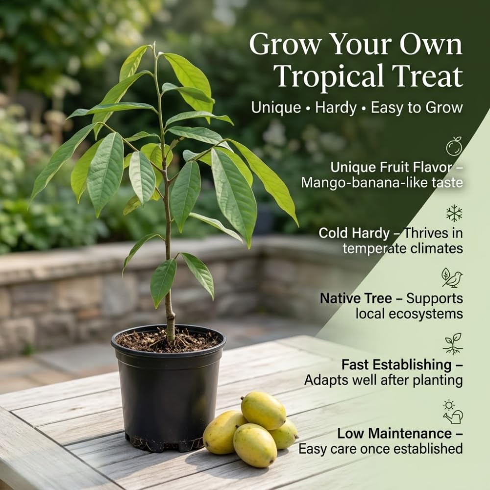 Pawpaw Tree Live Plant for Planting in Quart Pot, 12 to 18 Inch Tall, Easy Care Tropical-Style Fruit Plant for Sunny Outdoor Spots
