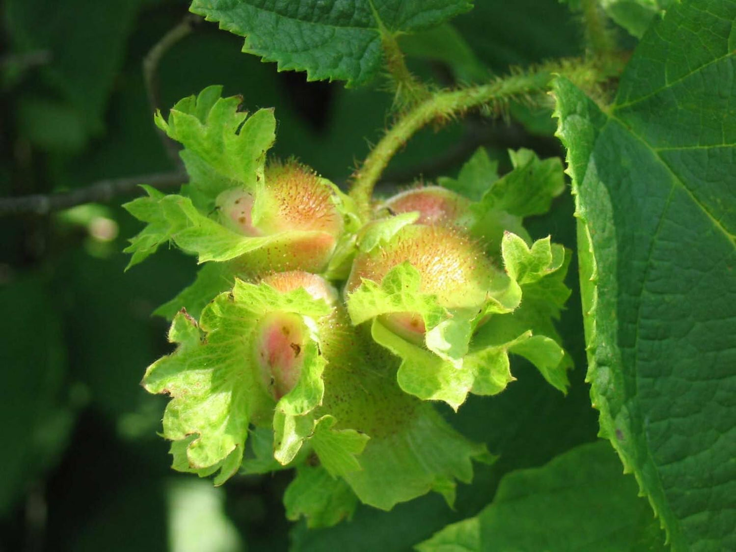 Live Plant - American Hazelnut (Filbert) Tree - 18-24" Tall - Live Plant - Corylus Americana