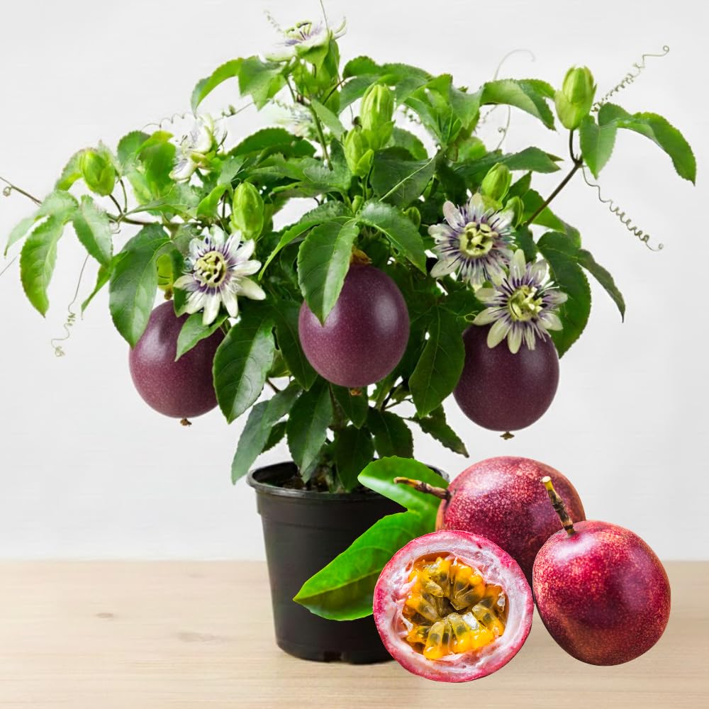 Passion Fruit Plant Live, Fragrant Passion Fruit Tree Live Plant, Edible Fruit Bearing Vine, Perennial Tropical Plant for Outdoor Gardening, 4-6 Inches Tall (Purple Passion Fruit)