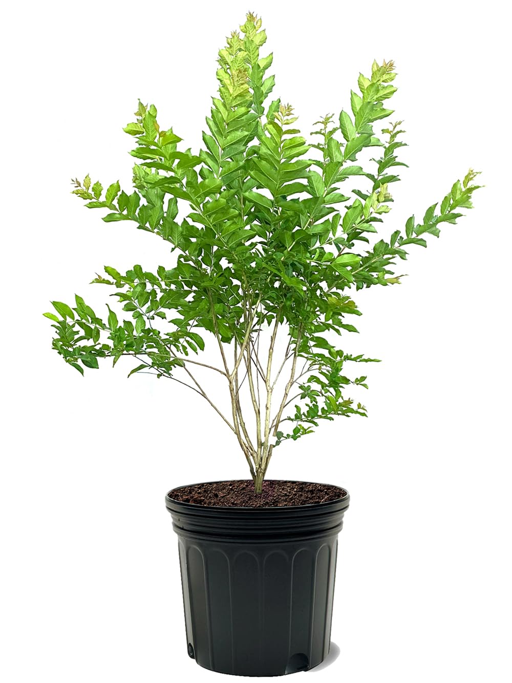 American Plant Exchange Crape Myrtle Tree, White Natchez, 7 Gallon Pot, 2-3ft. Tall, Extra Large Outdoor Plant for Landscape, Garden & Patio, Live Flowering Plant, Fast Growing and Cold Hardy