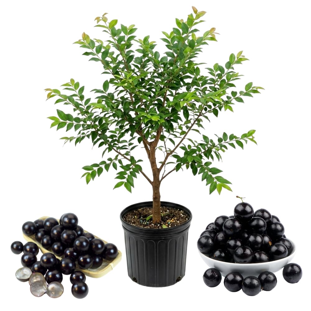 Live Jabuticaba Tree Live Plant | Jaboticaba Fruit Tree 2.5–3 Ft Tall Potted Plant | Hardy Fruit-Bearing Tree for Indoor or Outdoor Growing | No Ship to CA,HI,AK