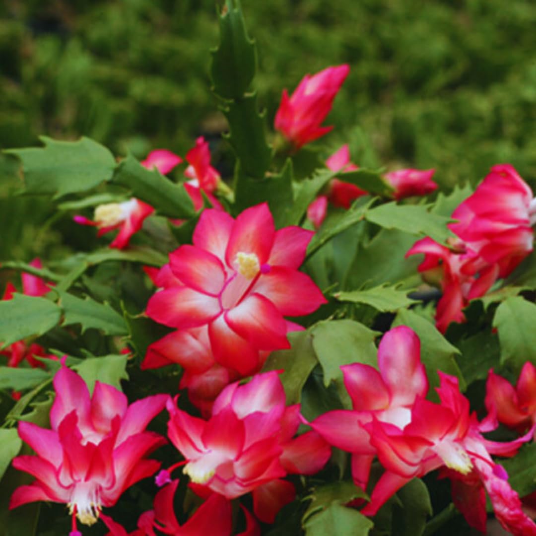 2 Mix Christmas Cactus Plants Live, Live Christmas Cactus Plant, 4 Inc Potted