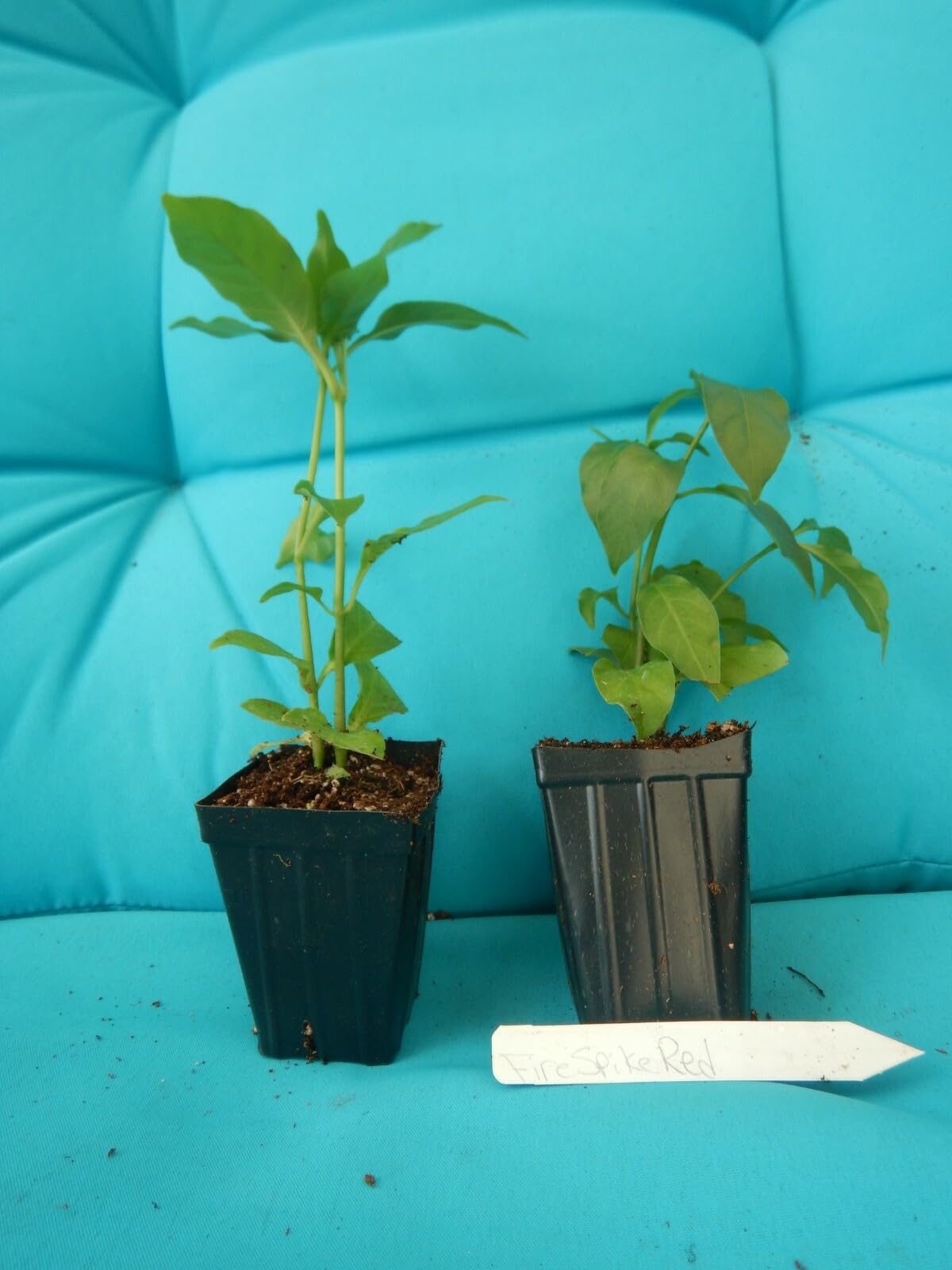Live Plant - Fire Spike Red Odontonema Strictum Rooted Starter Plant Attracts Hummingbirds