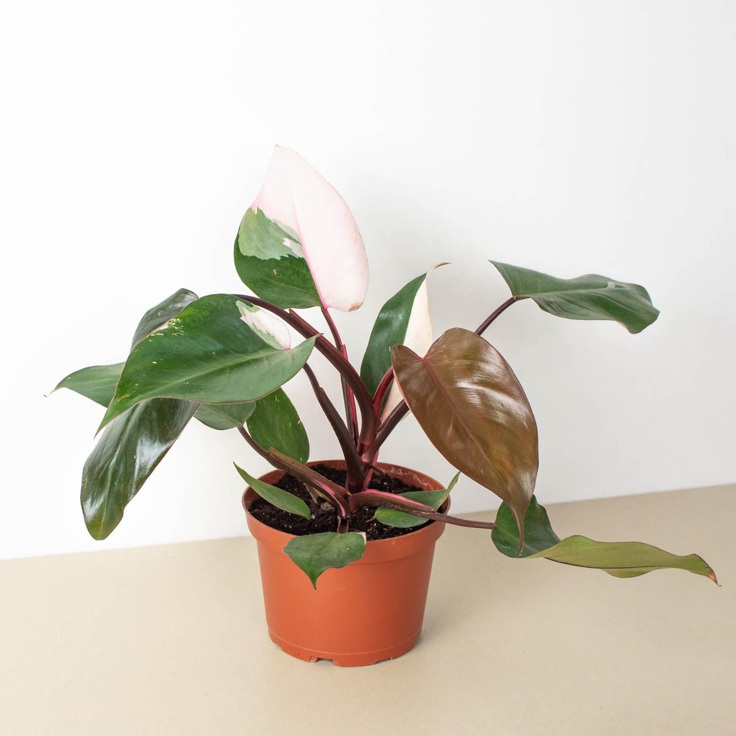 Philodendron 'Pink Princess' | Live Plant for Indoor & Outdoor | for Living Room, Office, Bathroom | (6" Pot)