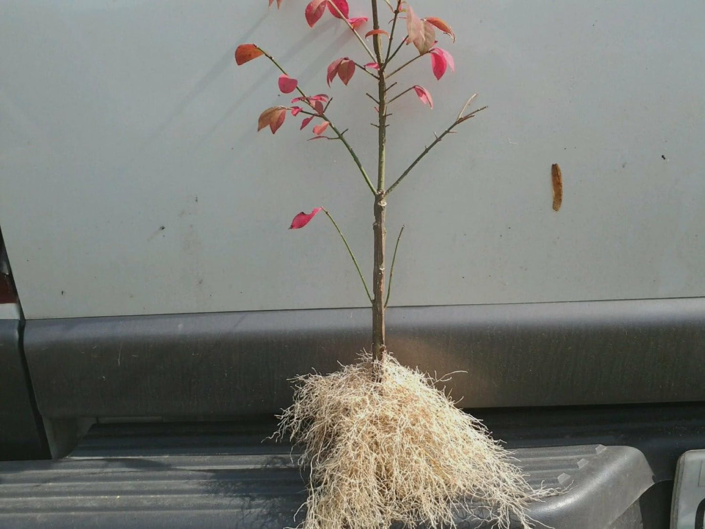 Live Plant - 10 Dwarf Burning Bushes/Shrubs - Live Plants - 6-12" Tall - Euonymus alatus