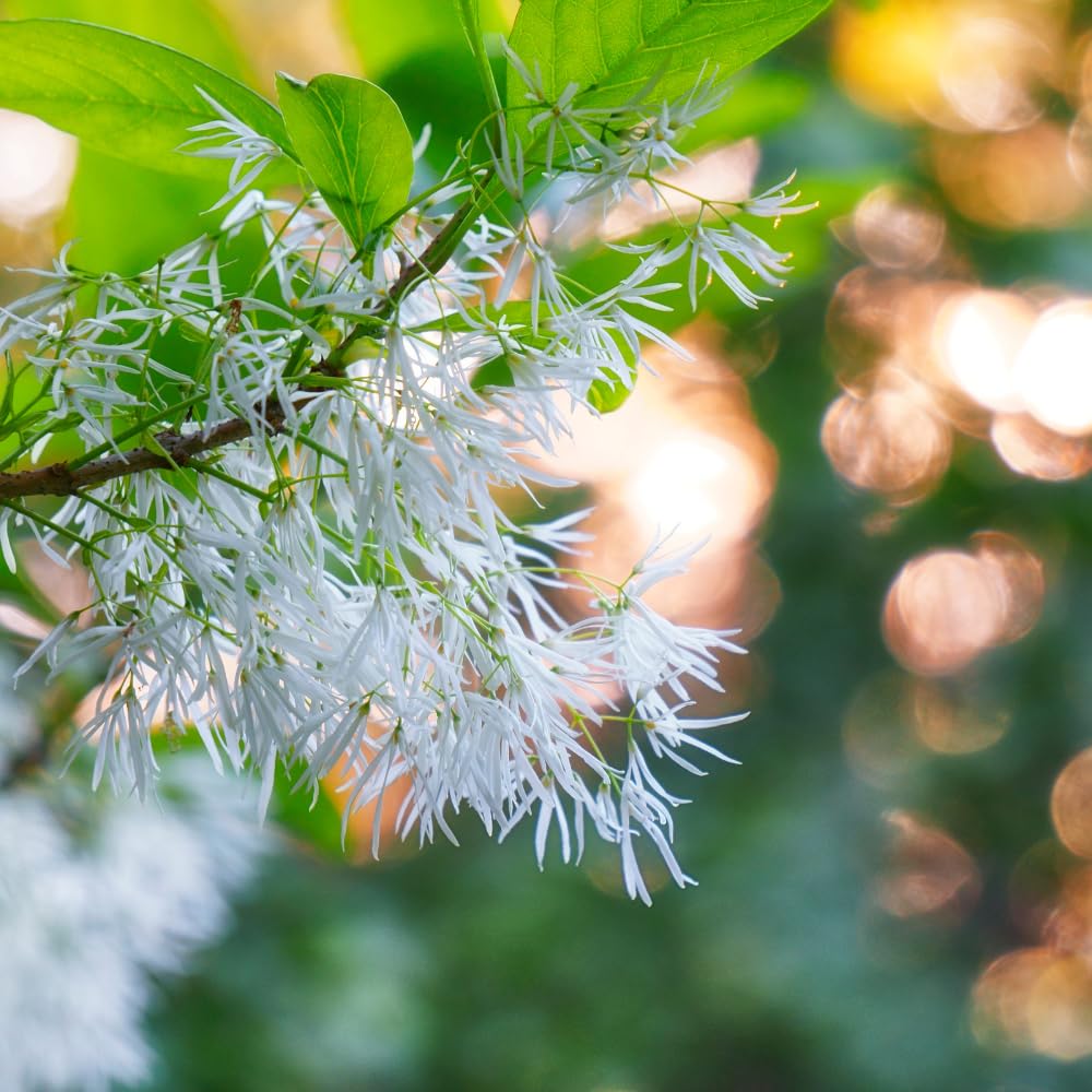 White Fringe Tree in Quart Pot, Live Perennial White Fringe Flower Tree Plant, 8 to 10 Inch Tall for Planting