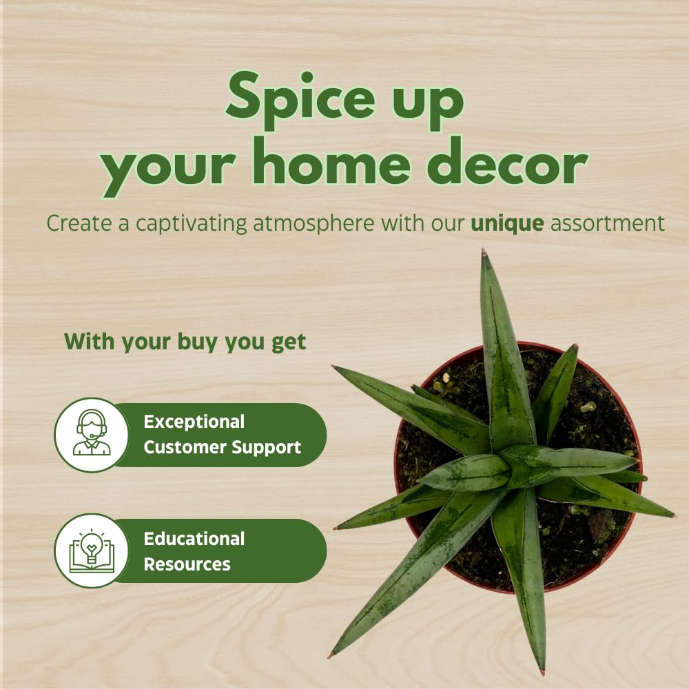 BubbleBlooms Sansevieria Assortment 4 inch Pots Set of 3 Rare Hardy Snake Plants