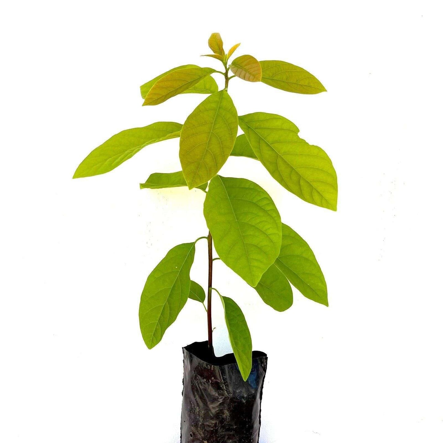 HASS Avocado Tree - Live Big Fruit Tree 12"-24" Tropical Plantae