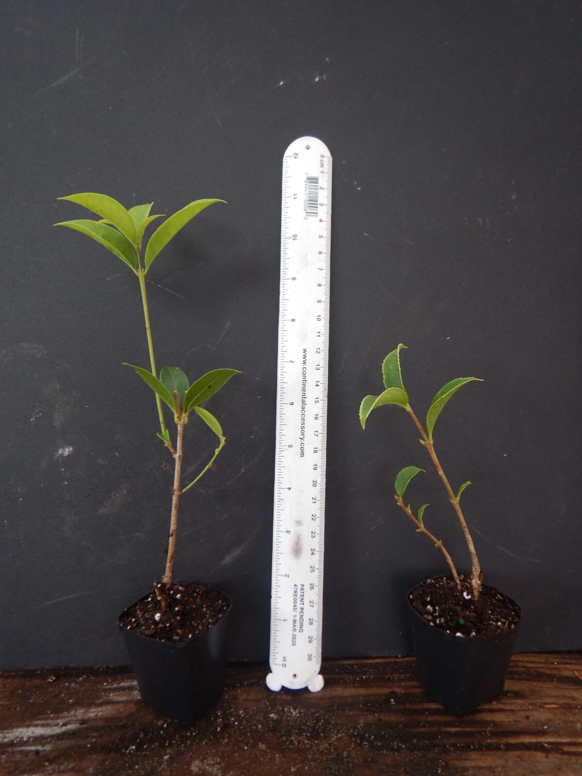 Live Plant - Apricot Echo Fragrant Tea Sweet Olive Osmanthus fragrans Rooted Starter Plant
