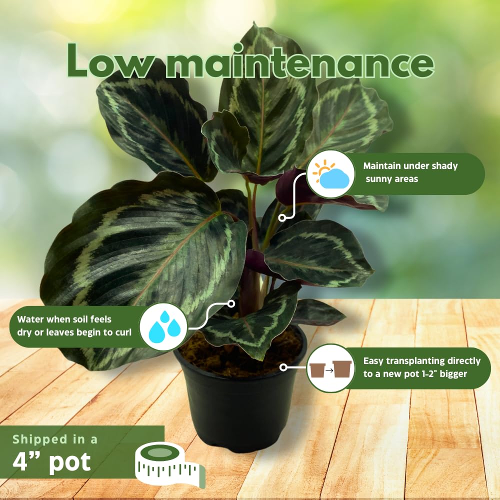 BubbleBlooms Calathea Medallion, Roseopicta in a 4 inch Pot Regal Rose, Rabbit Ear Prayer Plant