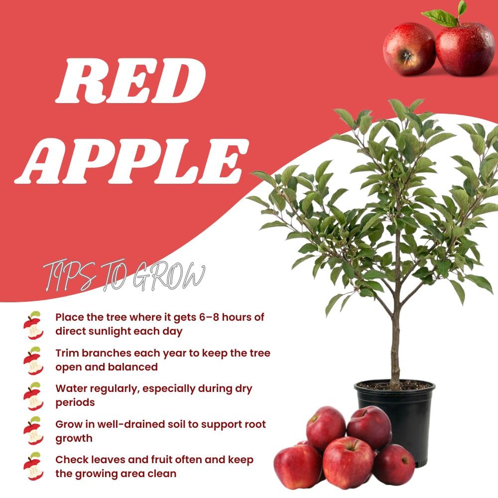 Red Apple Trees Live Plants 3-4 Feet Tall, Sweet Apple Fruit Plants Live 3 Gallon Pot, Hardy Fruit Trees for Planting, No Ship to CA