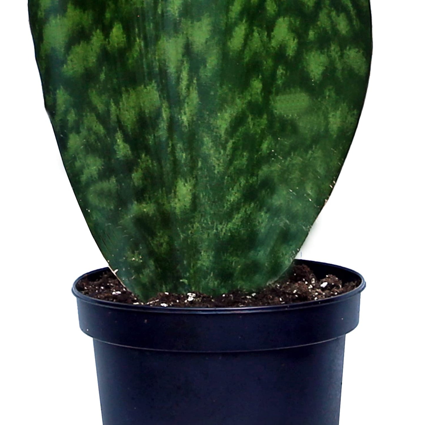 Live Sansevieria Masoniana, Mason’s Congo, Whale Fin, Shark’s Fin, Rare Houseplant, Housewarming Gift, Christmas Gift, Father's Day Gift, Live Home Decor Plant in 6" Pot