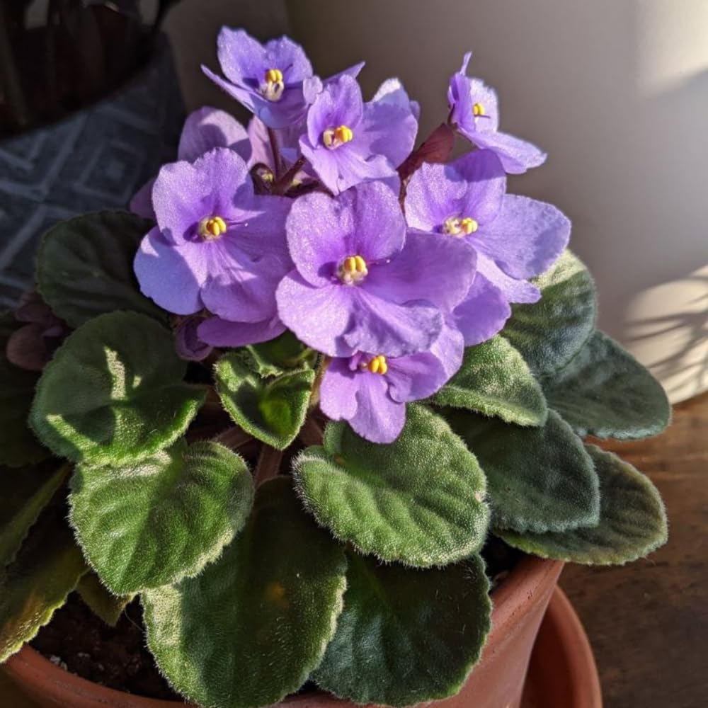 African Violets Live Plants, African Violet Plant Live in 4 Inches Pot, Violets Flowers Houseplant, 4-7 Inches Tall for Home Office Decor (Light Purple)