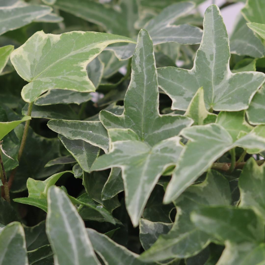American Plant Exchange English Ivy Variegated – 4-Inch Pot – Live Easy Care Vining Houseplant, Elegant Trailing Foliage for Home, Office, or Garden Decor