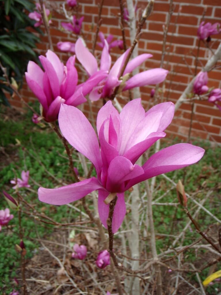 Live Plant - Jane Magnolia Tree/Shrub/Bush - 6-12" Tall Seedling - Live Plant - 2.5" Pot