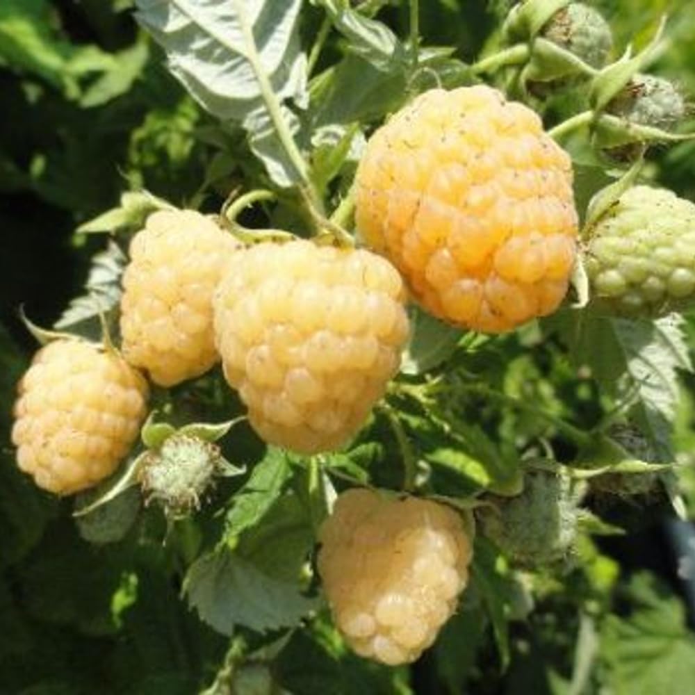2 Fall Gold Raspberry Plants Live, Sweet Raspberry Bush Shrub to Grow, Well-Rooted 4-8" in Tall, Cold Hardy