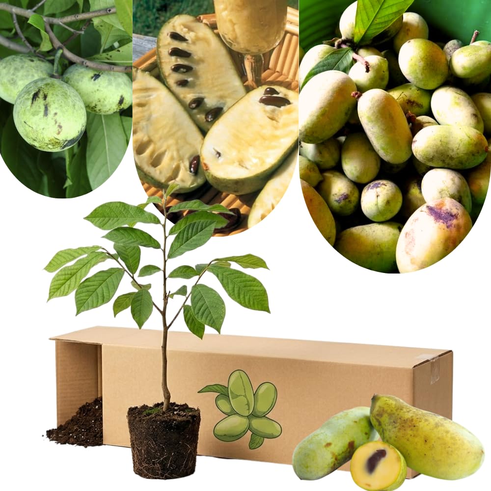 Paw Paw Tree Plant Live for Outdoor Growing, Up to 6" in Tall, Dormant in Winter, Pawpaw Asimina Triloba Hardy