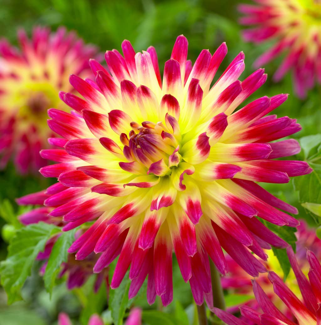 Votaniki Cactus Tahiti Sunrise Dahlia Bare Roots - Perennial, Large Bloom Dahlias, Easy to Grow | Tahiti Sunrise Dahlia Bare Root for Planting (2 Pack)