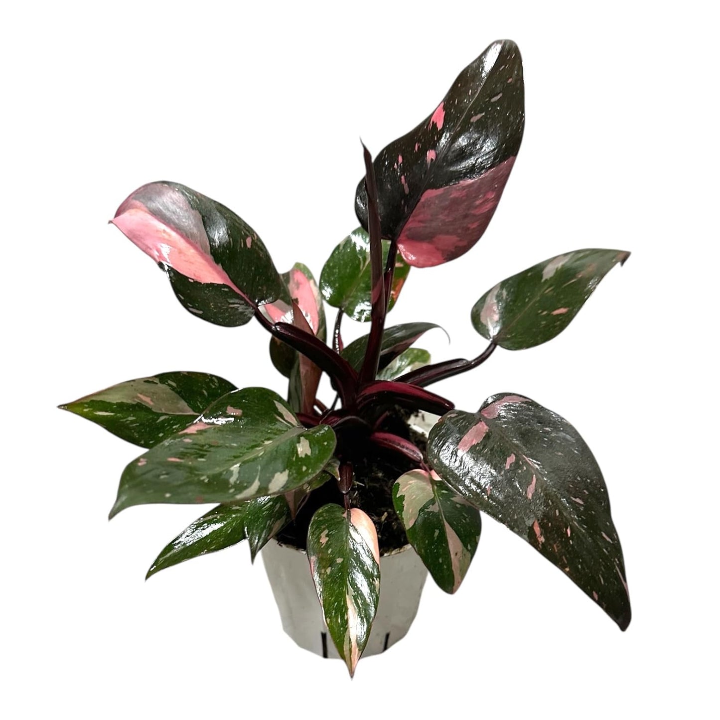Hopewind Plnats Shop - Philodendron Live Plant, Air Purifying, Easy Care, Easy to Grow, Rare Variety, Live Indoor Plant, 4 inch Pot (Philodendron Pink Princess)