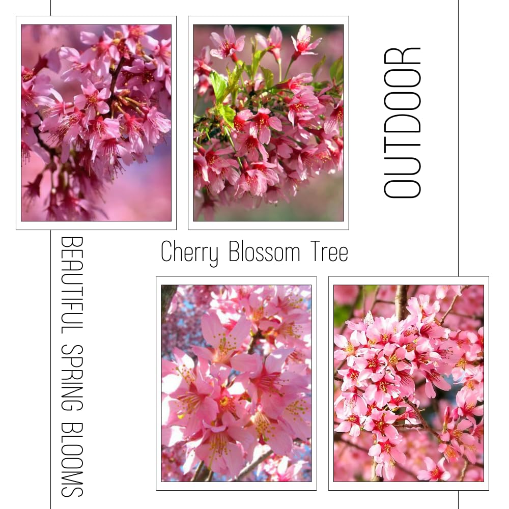 Cherry Blossom Tree Live Plant, 8-12" Tall, Ornamental Cherry Blossom Flowers for Outdoor Planting, No Ship to CA, in Pot (Dark Pink Cherry)