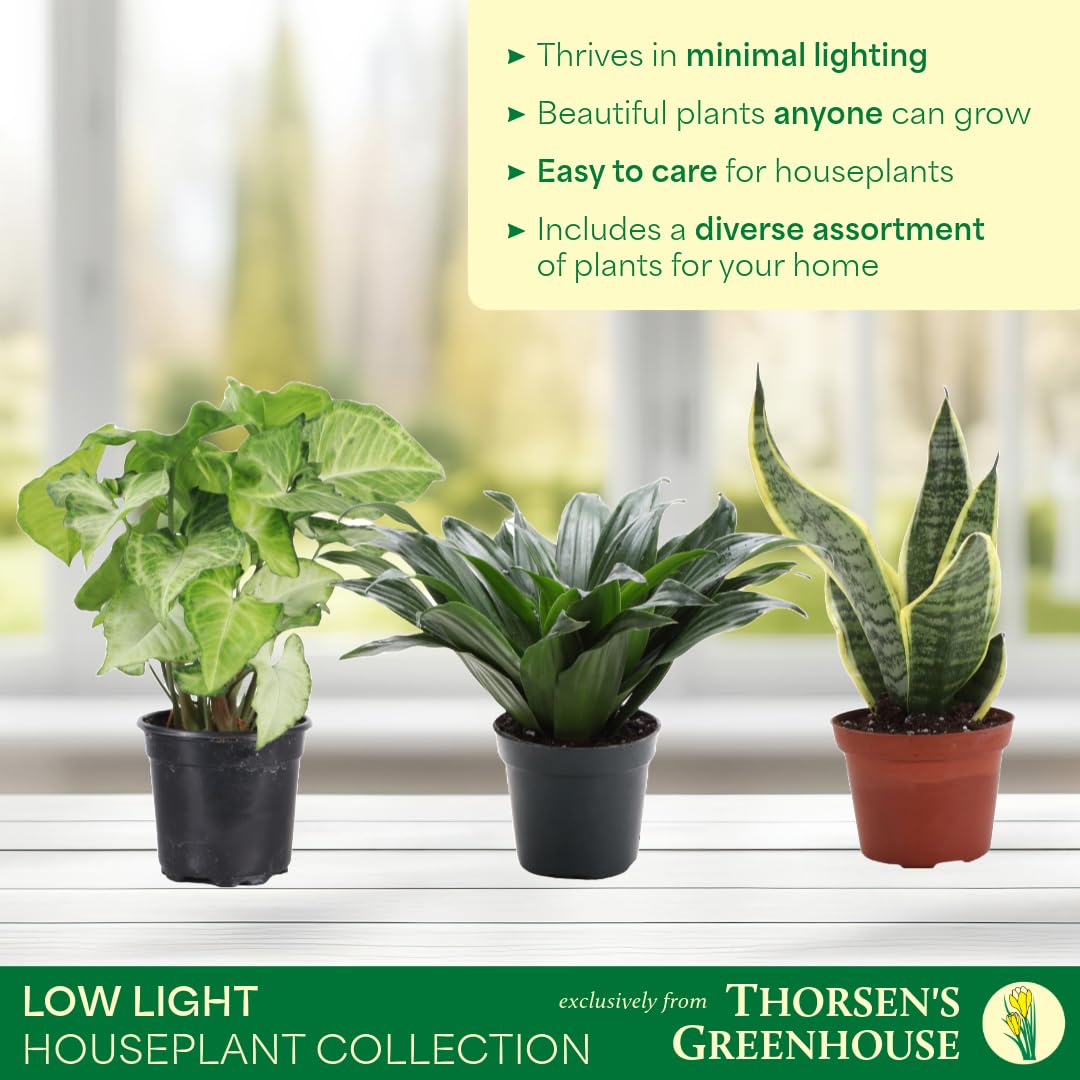 Thorsen's Greenhouse Live Low Light Houseplants (3 Pack), Easy to Grow Indoor Plants, Grower's Choice Bundle, 4-inch Diameter Established Plants, Nursery Pot (3-Pack)