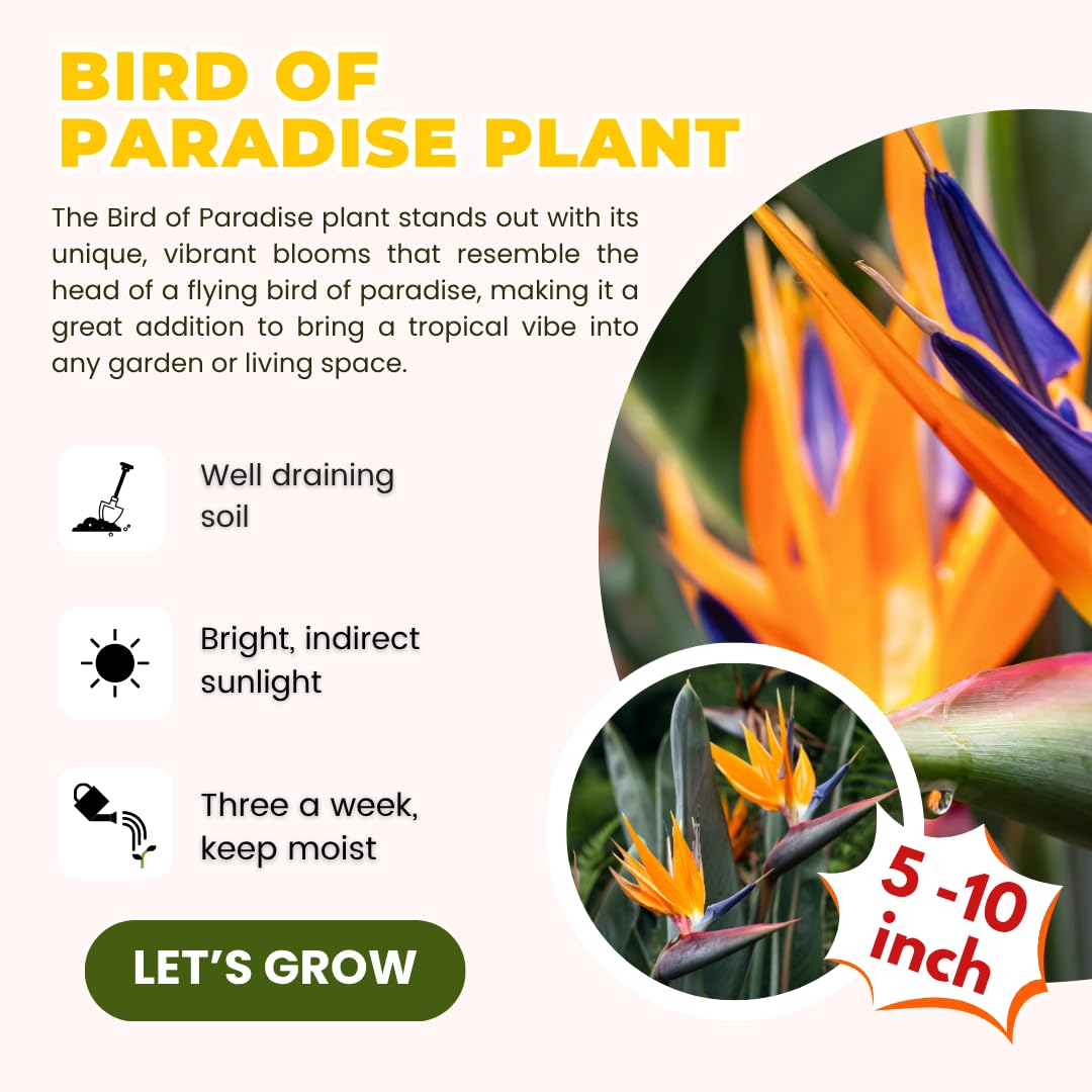 Orange Bird of Paradise Plant Live Houseplant, 5-12 Inch Tall, Ornamental Strelitzia Reginae Live Plant for Indoor Outdoor
